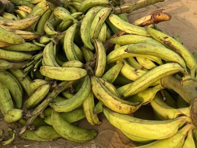 fRESH PLANTAIN (PER KG)